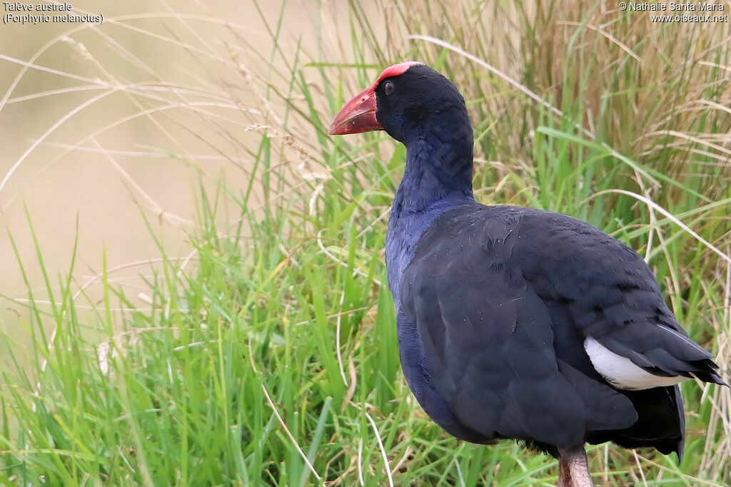 Talève australeadulte, identification