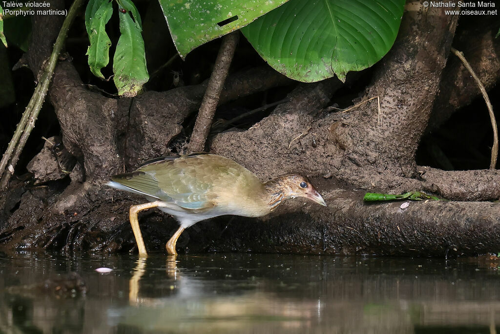 Talève violacéejuvénile, identification, marche