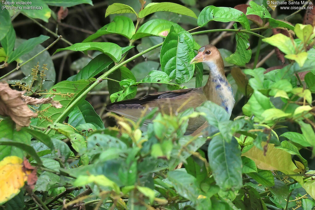 Talève violacéeimmature, identification