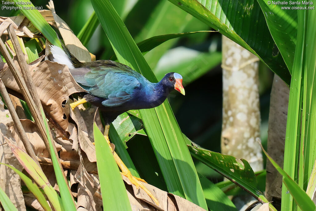 Talève violacéeadulte, identification, pigmentation, marche