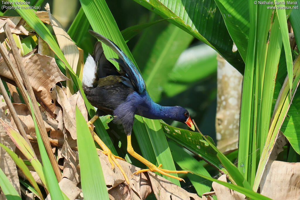 Talève violacéeadulte, composition, marche