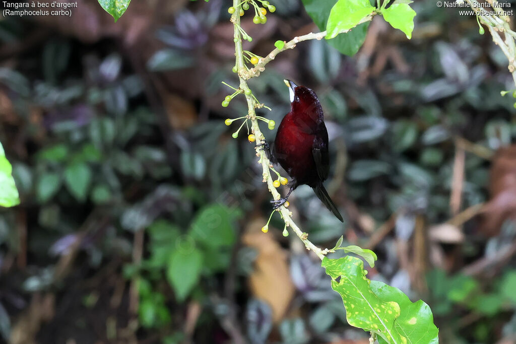 Tangara à bec d'argent
