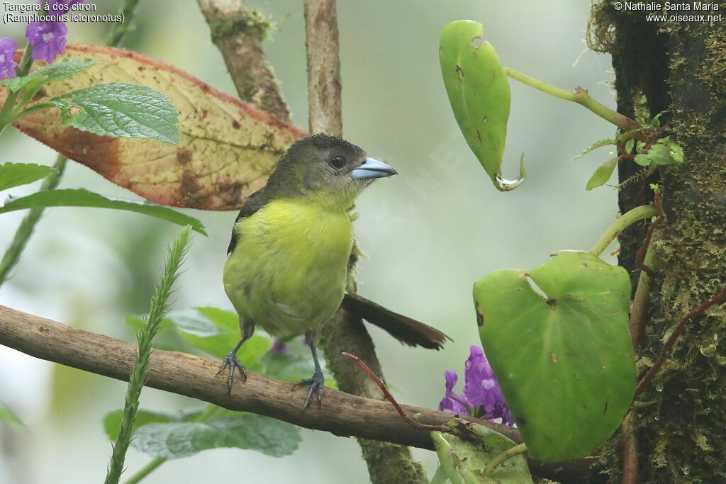 Tangara à dos citron femelle adulte, identification