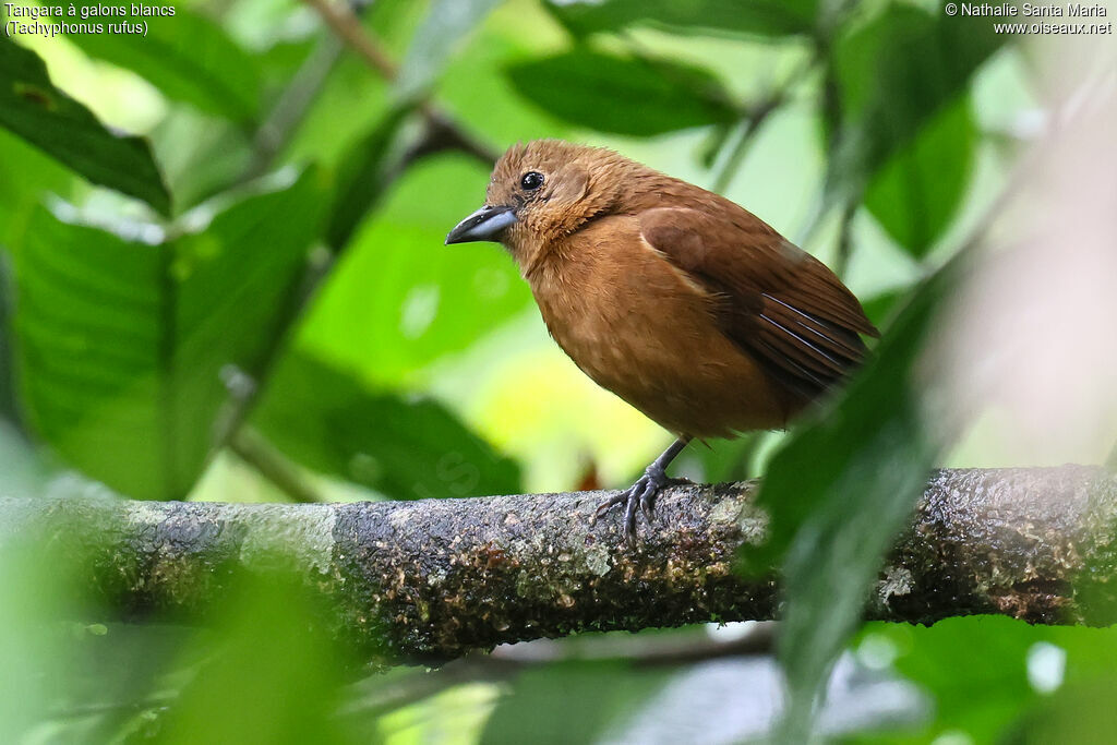 Tangara à galons blancs femelle adulte, identification