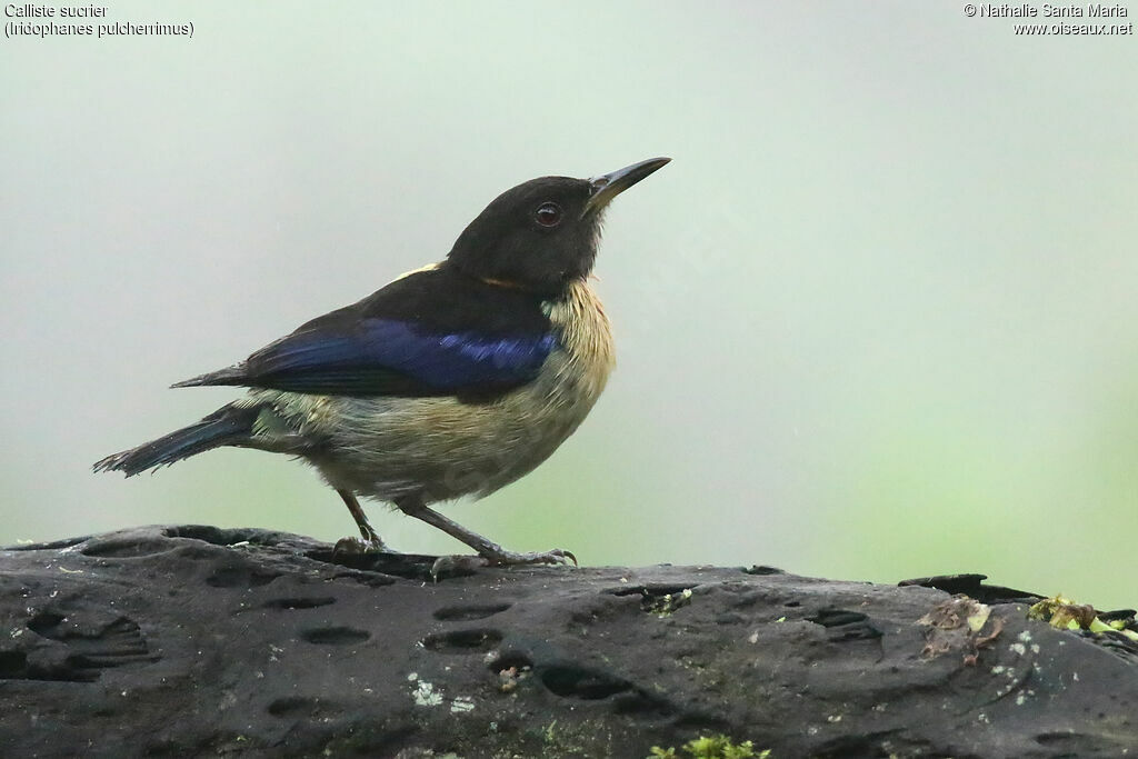 Golden-collared Honeycreeper