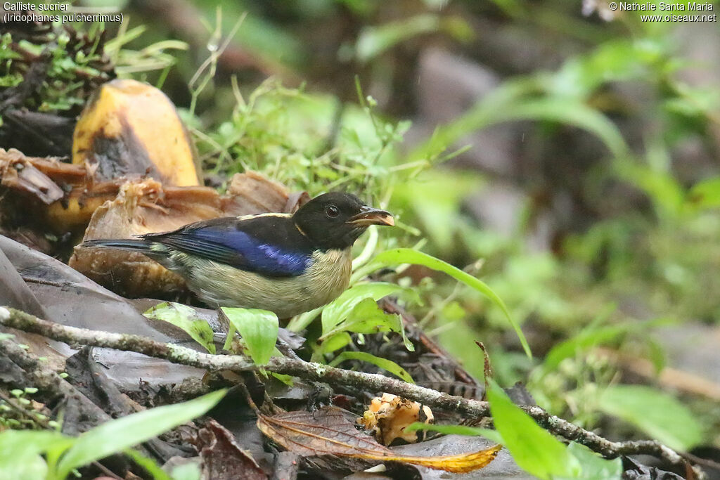 Golden-collared Honeycreeper