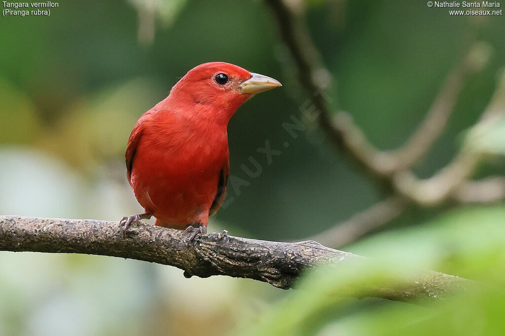 Tangara vermillon mâle adulte, identification