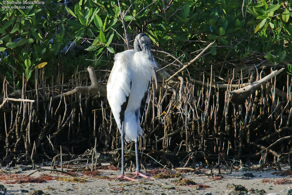 Wood Storkadult, identification