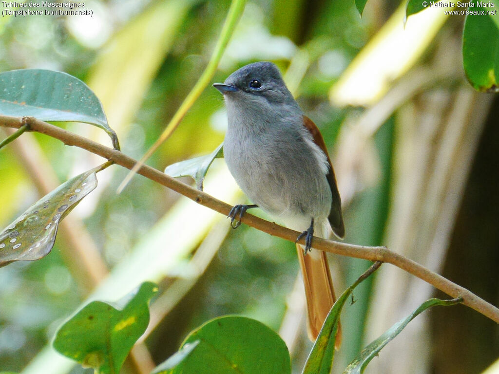 Mascarene Paradise Flycatcher female adult breeding, identification, Behaviour