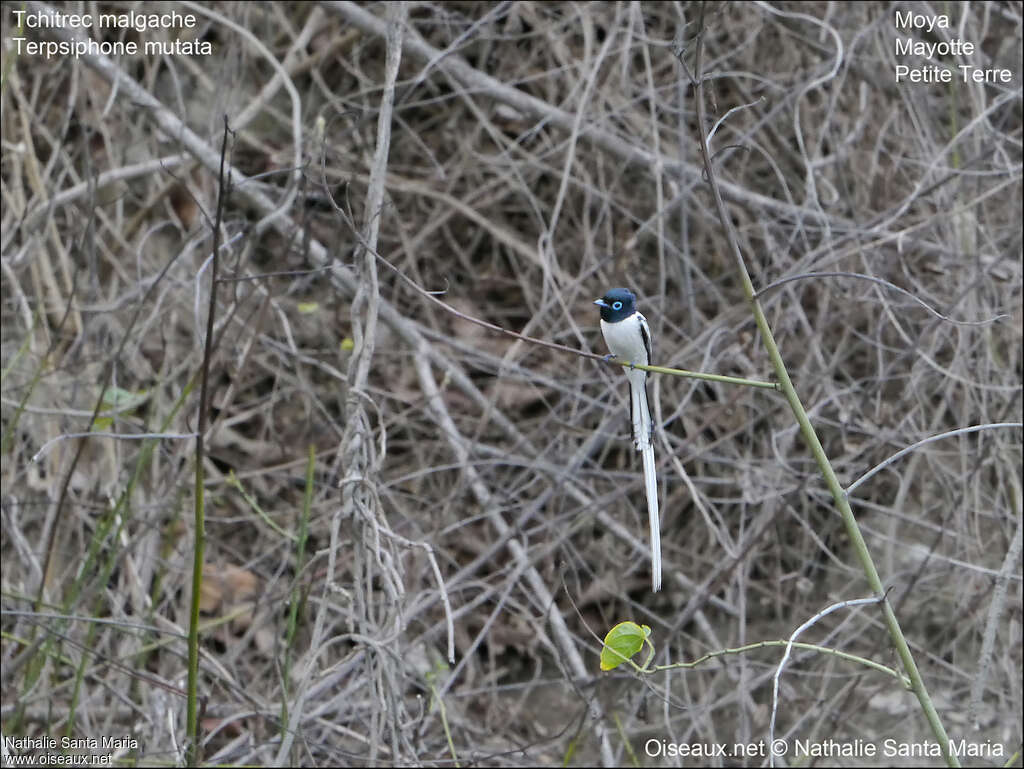 Malagasy Paradise Flycatcher male adult breeding, habitat