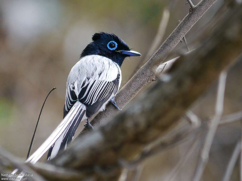 Malagasy Paradise Flycatcher male adult breeding, identification
