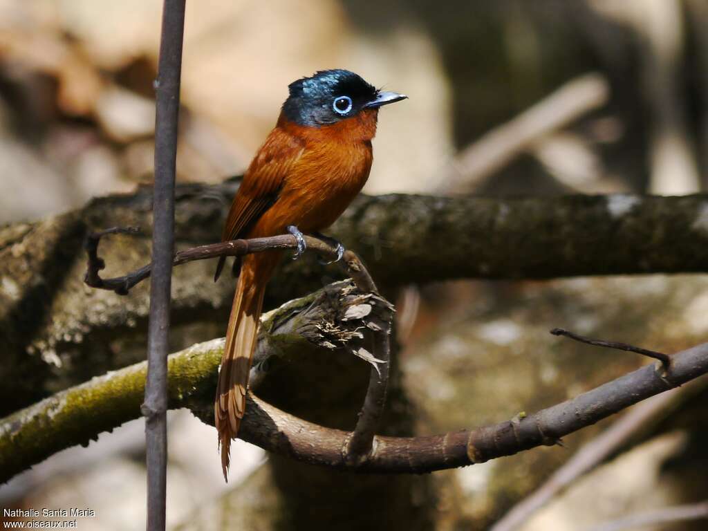 Malagasy Paradise Flycatcher female adult breeding, identification