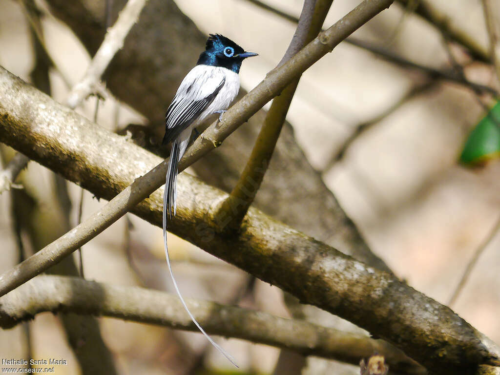 Malagasy Paradise Flycatcher male adult breeding, identification