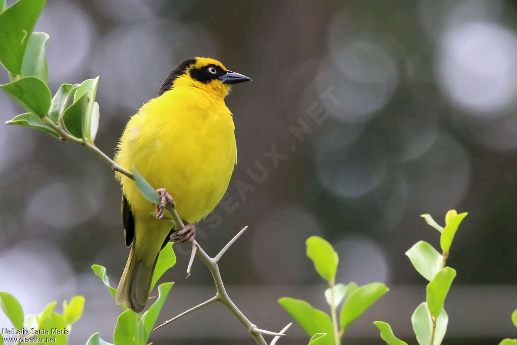Baglafecht Weaver male adult breeding, close-up portrait