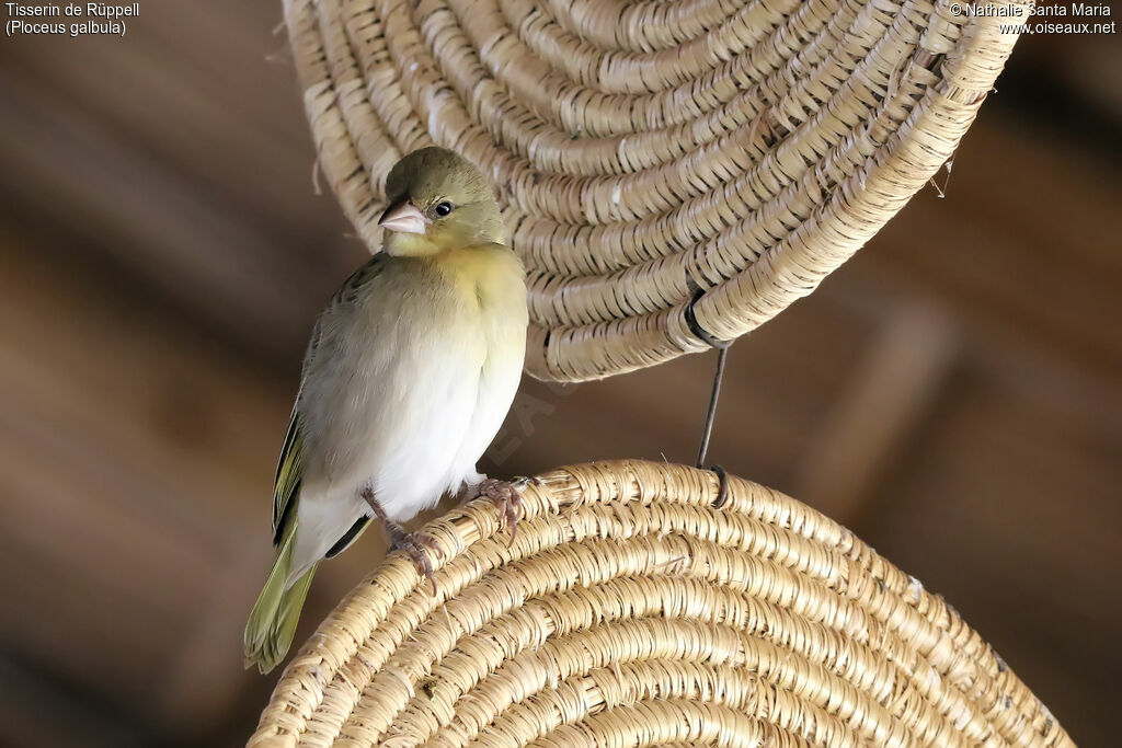 Rüppell's Weaver