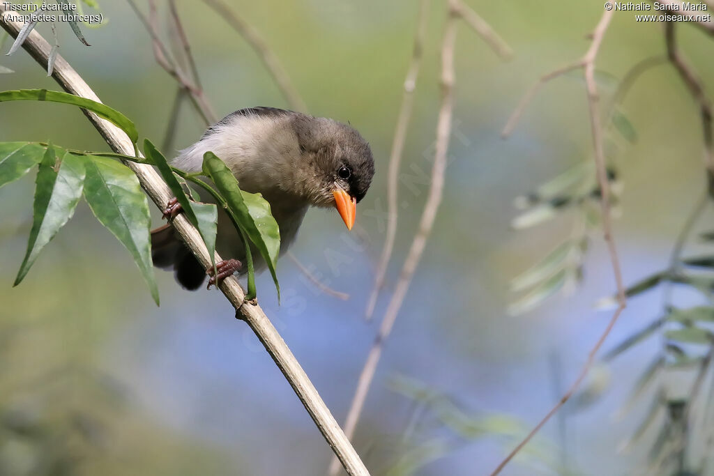 Red-headed Weaver female adult, identification, habitat