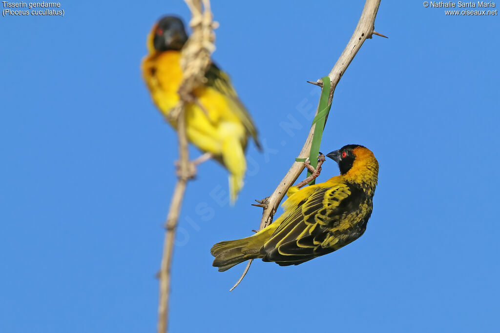 Village Weaver male adult breeding, identification, Reproduction-nesting