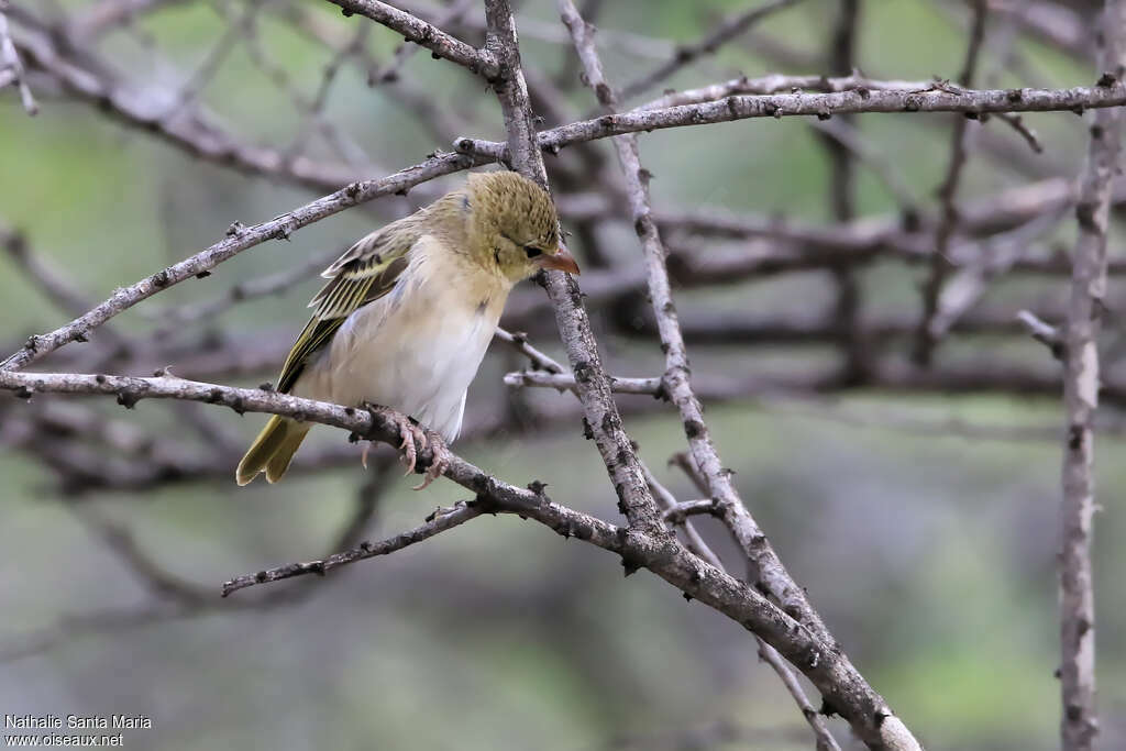 Little Weaverjuvenile, identification, Behaviour