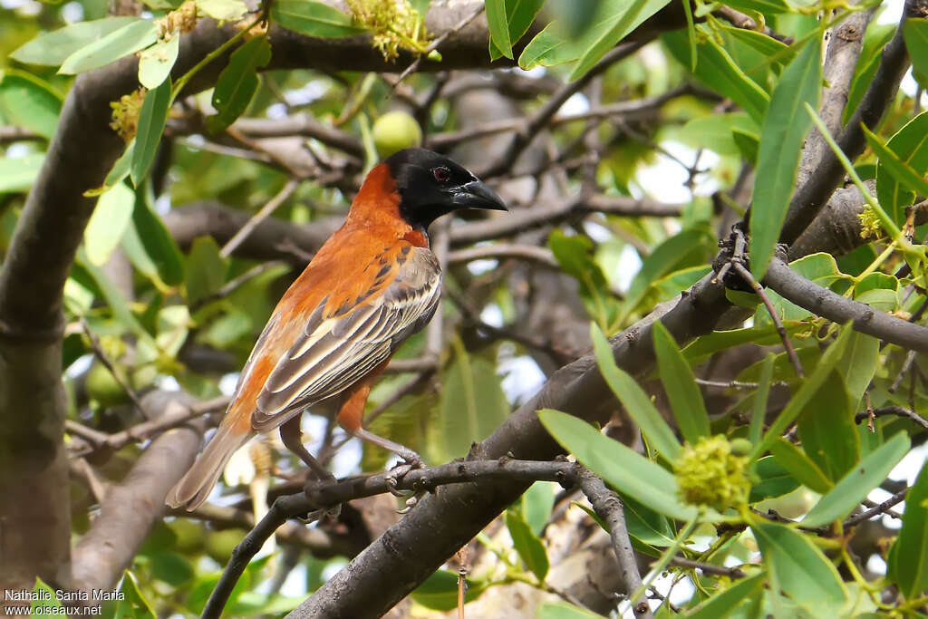 Chestnut Weaver male adult breeding, pigmentation