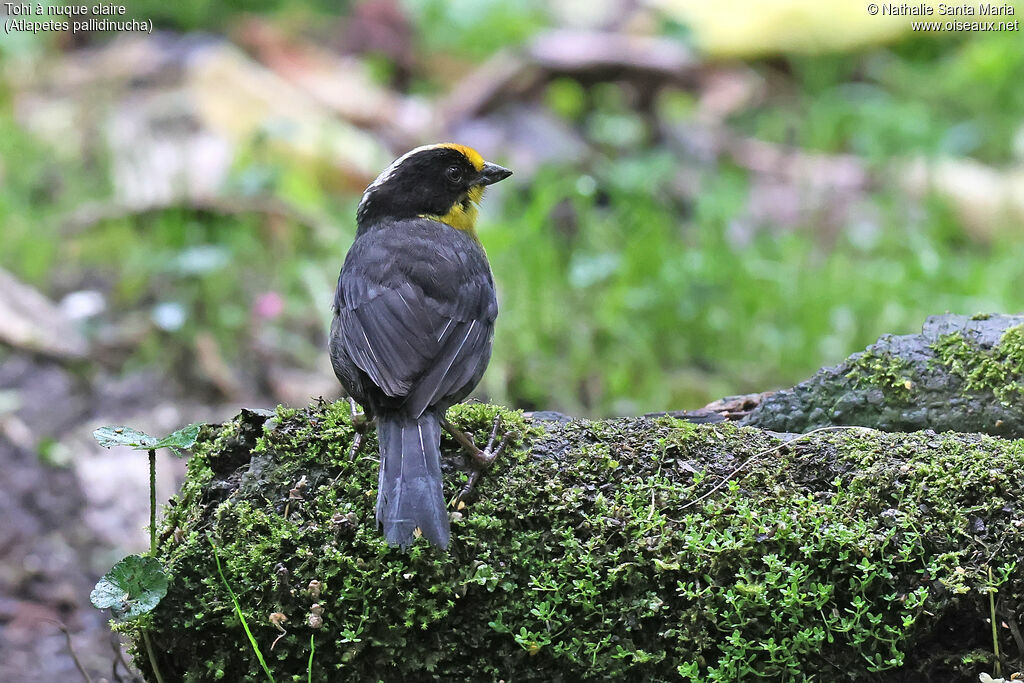 Tohi à nuque claireadulte, identification