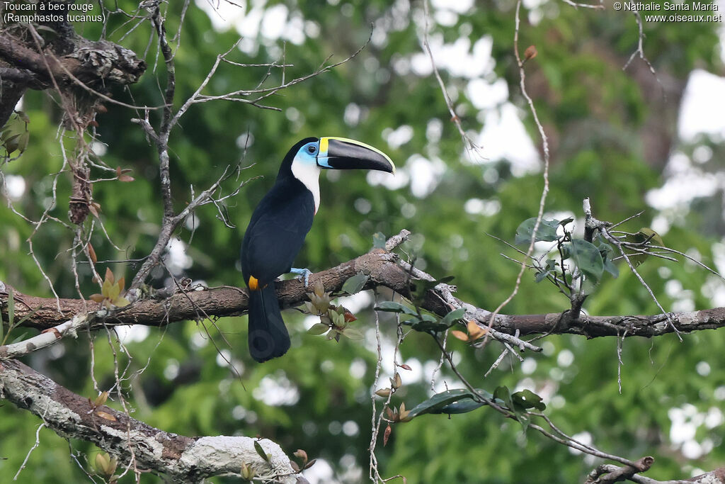 Toucan à bec rougeadulte, identification
