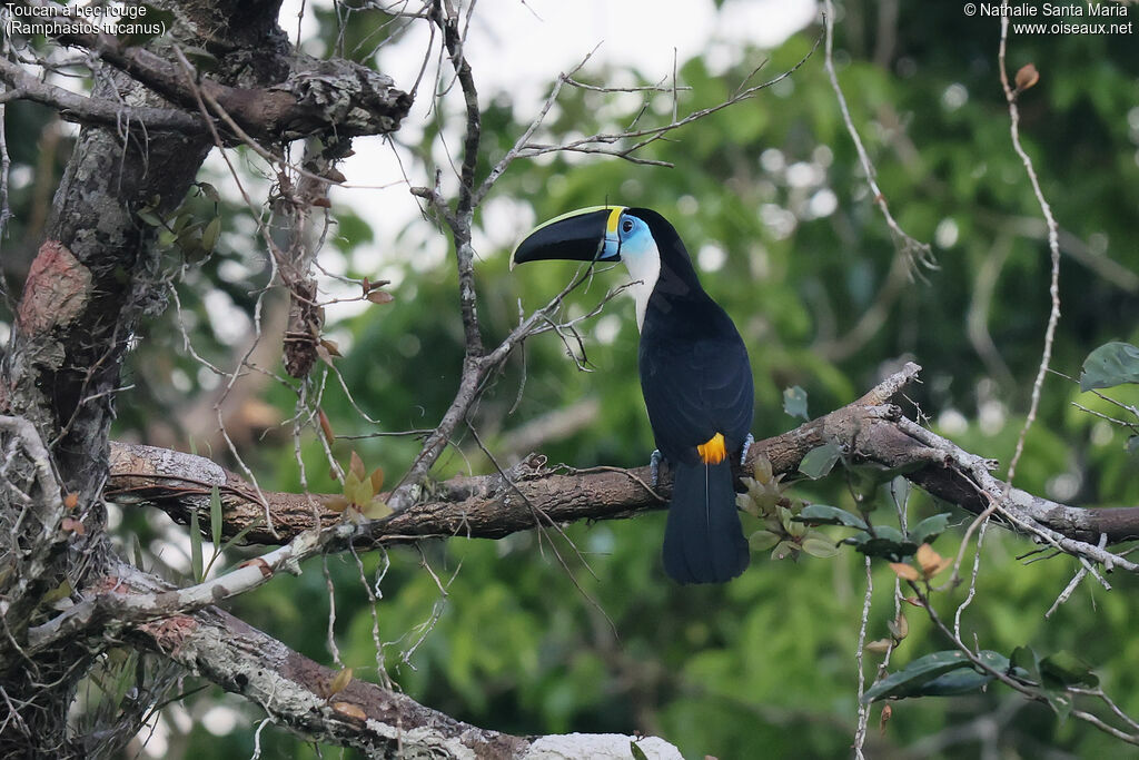 Toucan à bec rougeadulte, identification