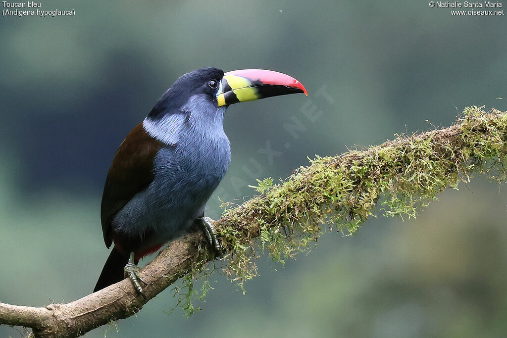 Toucan bleuadulte, identification