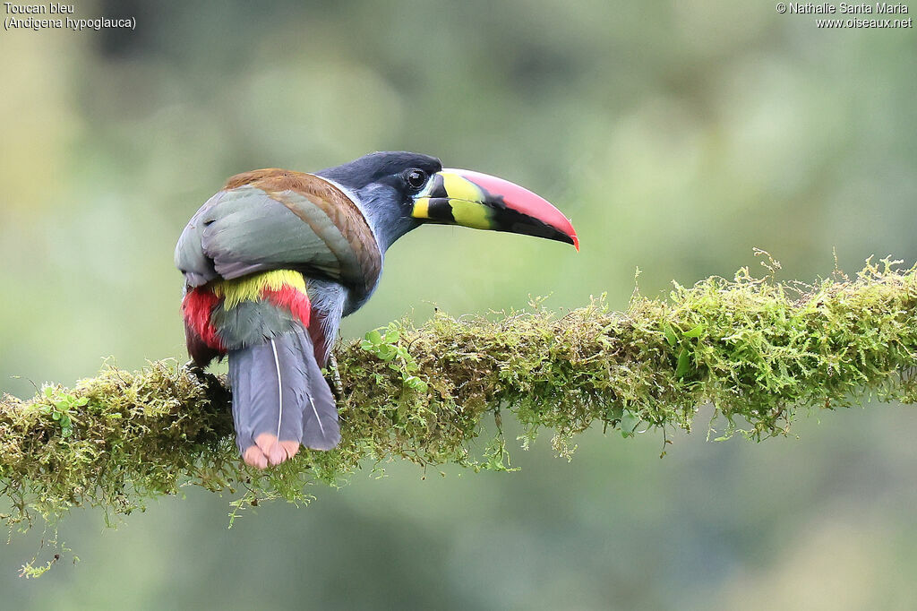 Toucan bleuadulte, identification