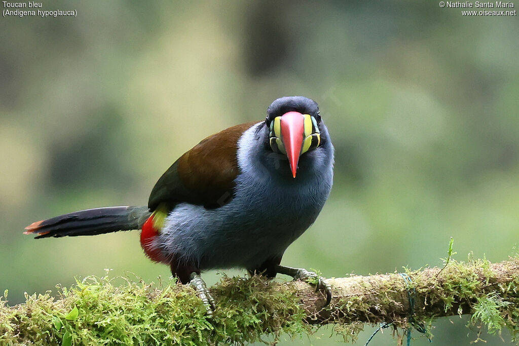 Toucan bleuadulte, identification