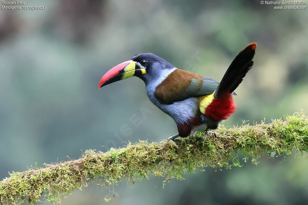 Toucan bleuadulte, identification
