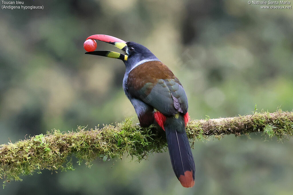 Toucan bleuadulte, identification, régime, mange
