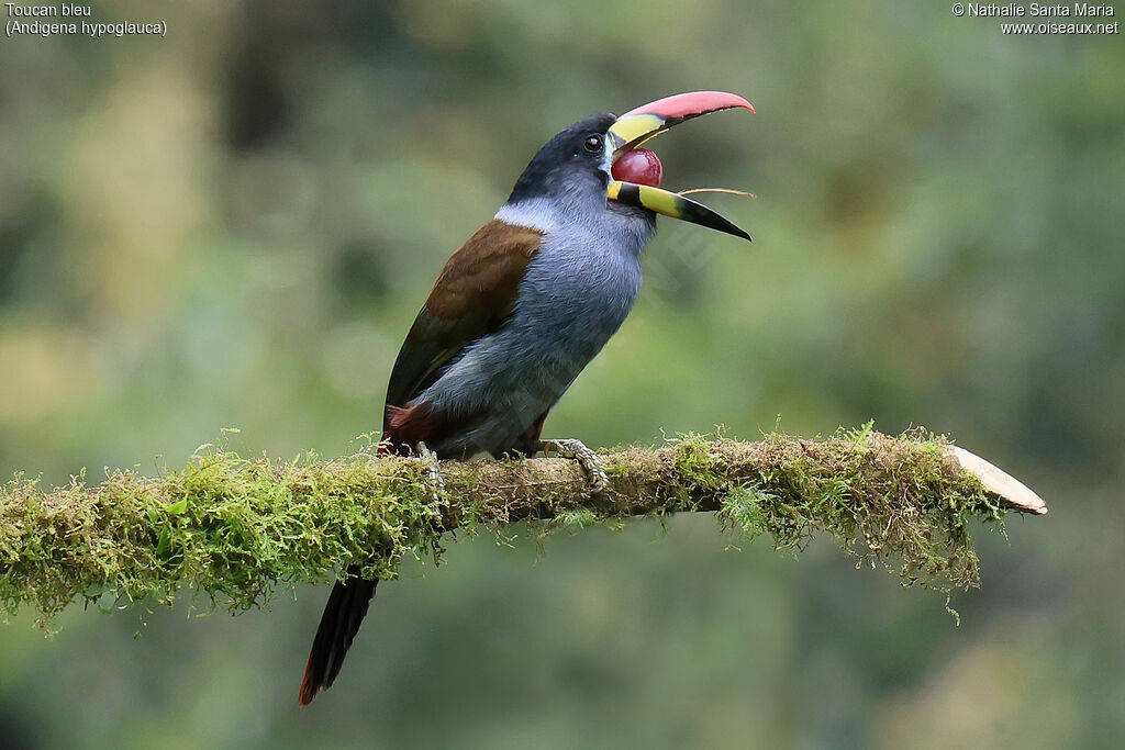 Toucan bleuadulte, identification, parade, chant