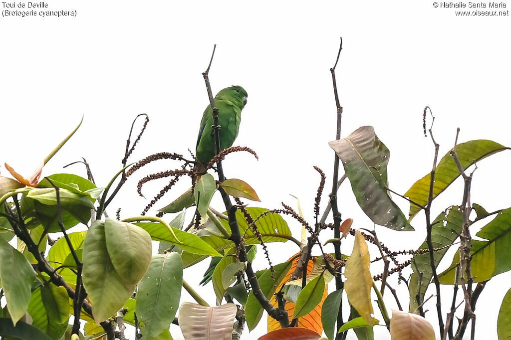 Toui de Devilleadulte, identification