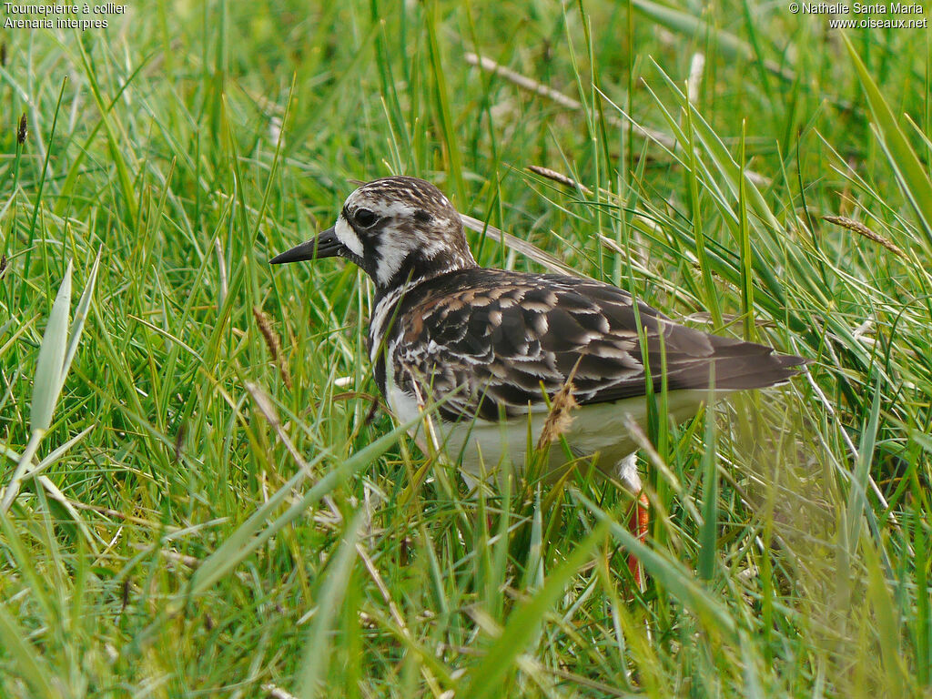 Tournepierre à collier femelle adulte nuptial, identification, marche