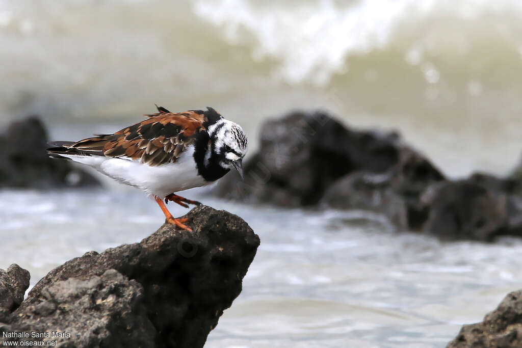 Ruddy Turnstone male adult breeding, identification, walking