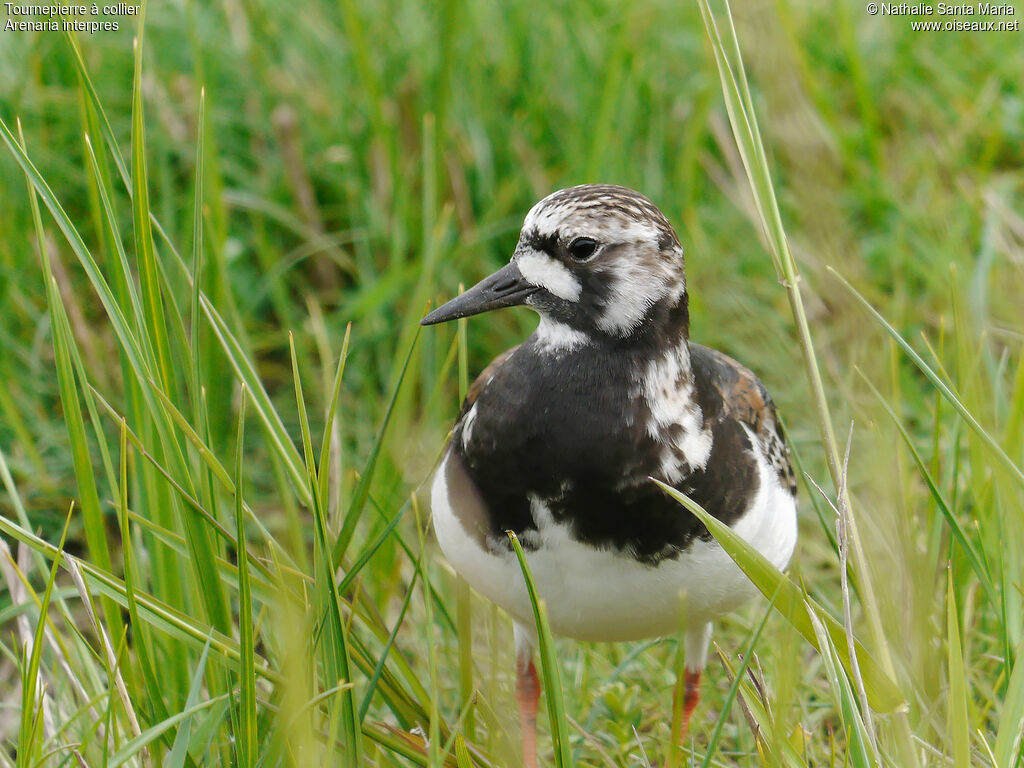 Tournepierre à collier femelle adulte nuptial, identification