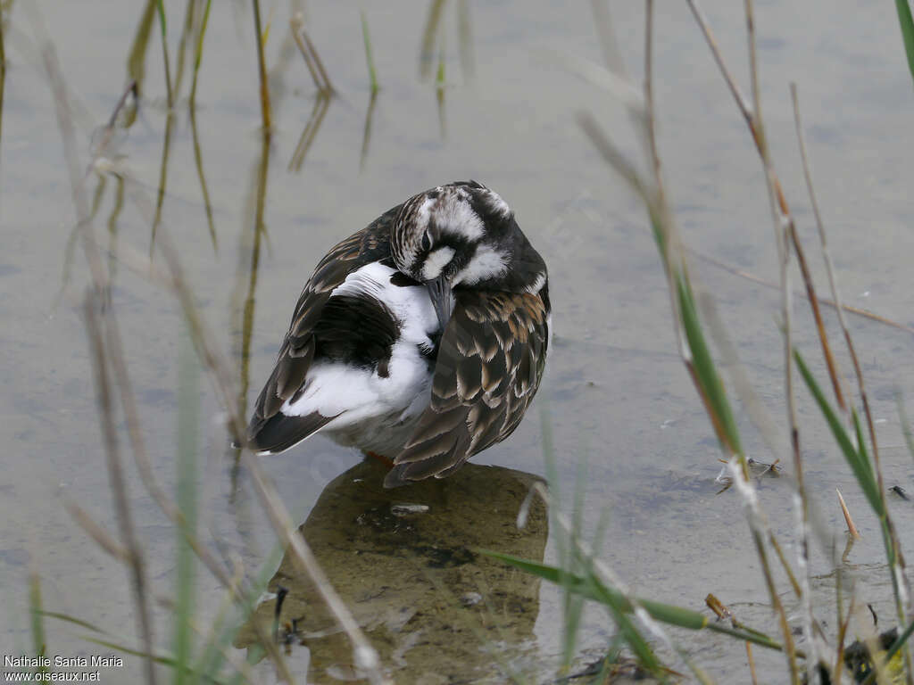 Tournepierre à collier femelle adulte nuptial, identification, soins