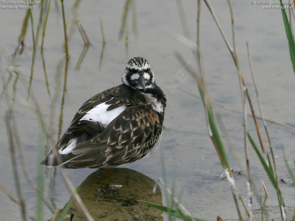 Tournepierre à collier femelle adulte nuptial, identification