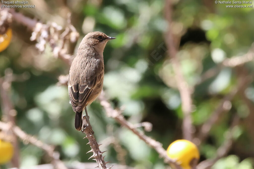 Moorland Chatadult, identification, habitat