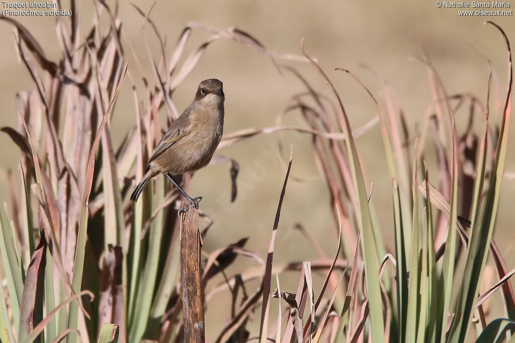 Moorland Chatadult, habitat