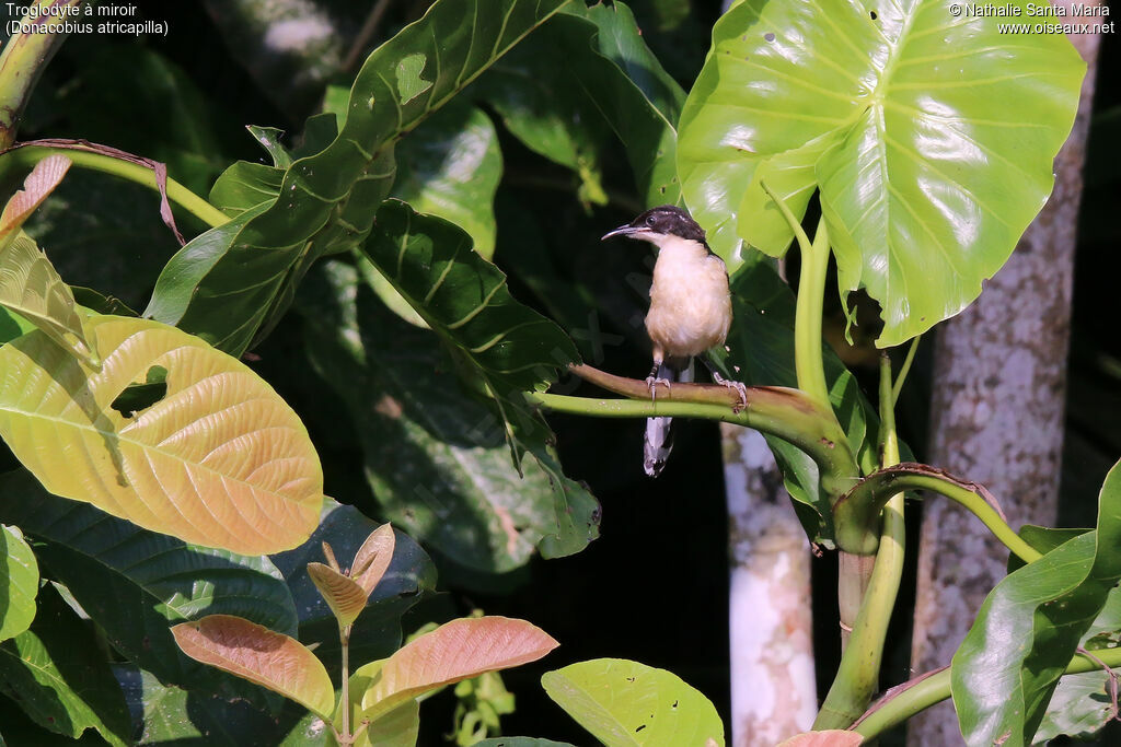 Troglodyte à miroirjuvénile, habitat