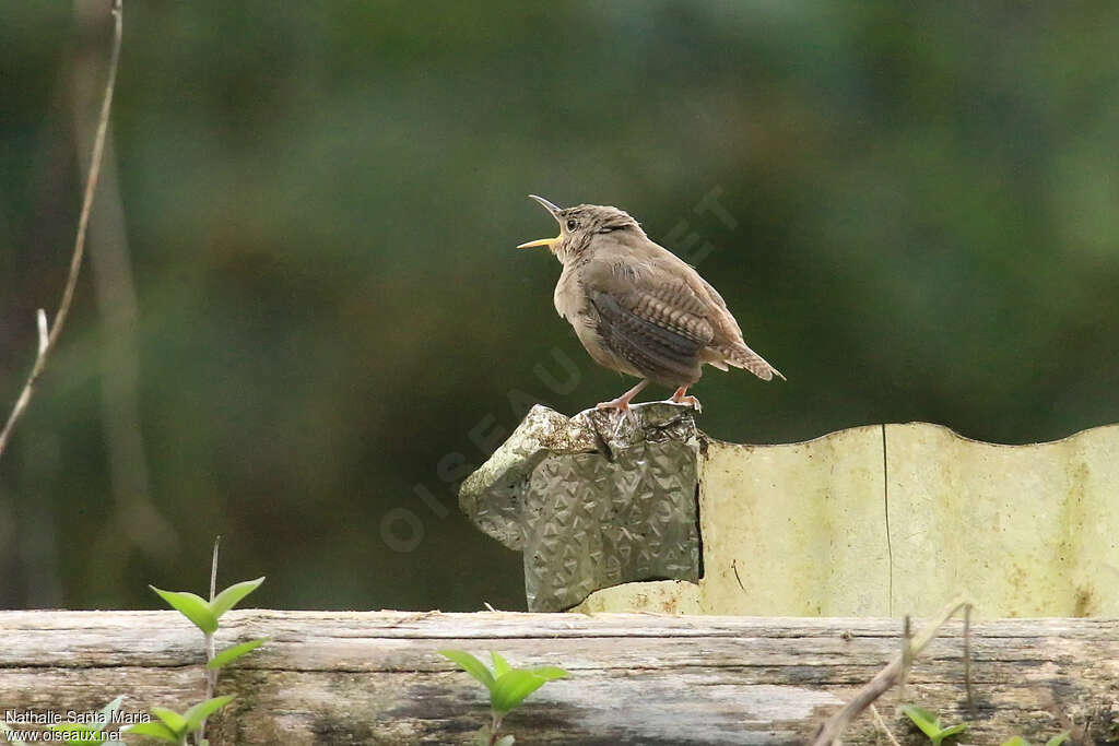 Southern House Wren male adult, song