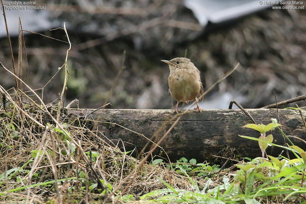 Troglodyte australadulte, identification