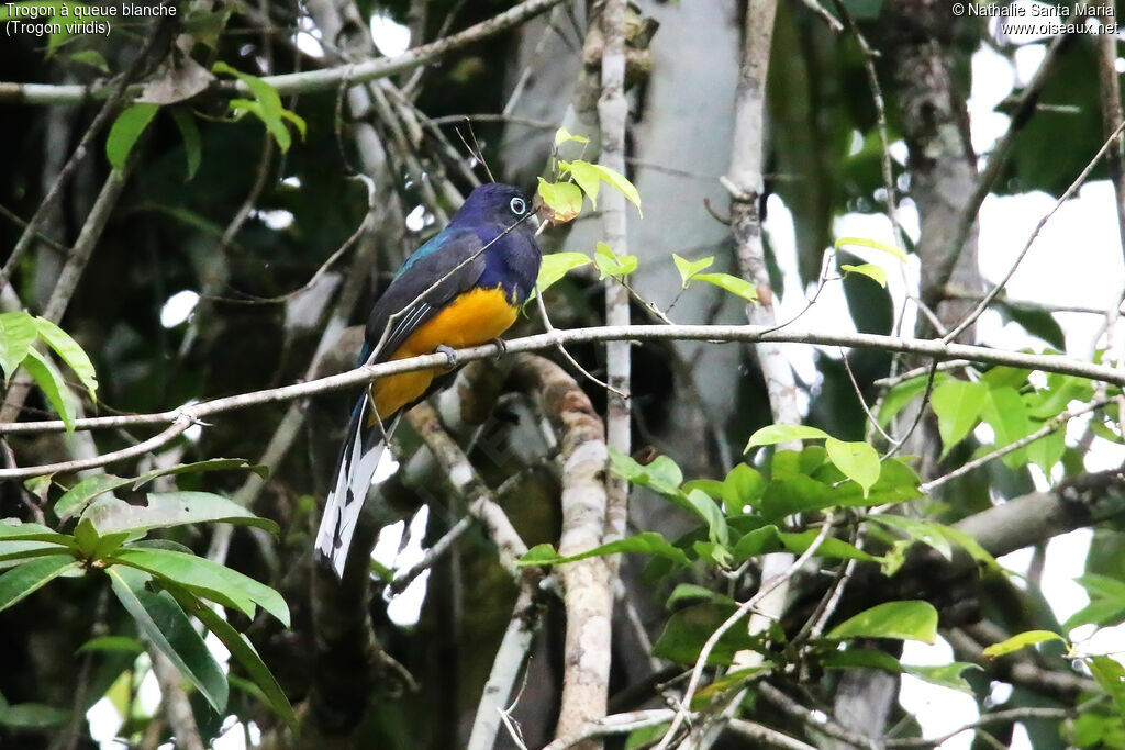 Green-backed Trogon