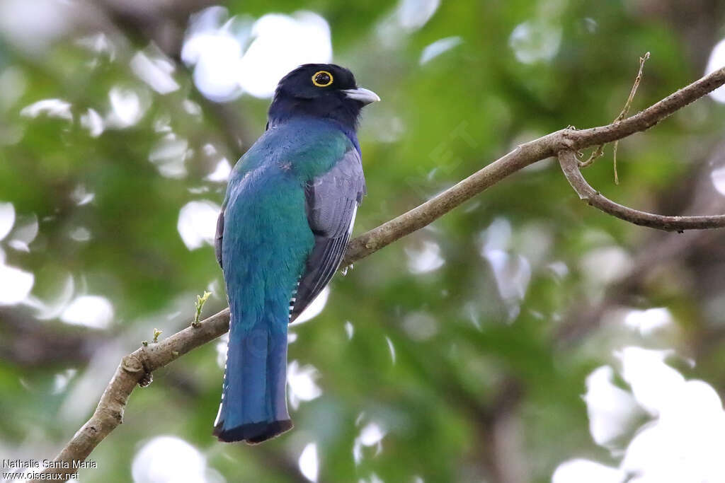Gartered Trogon