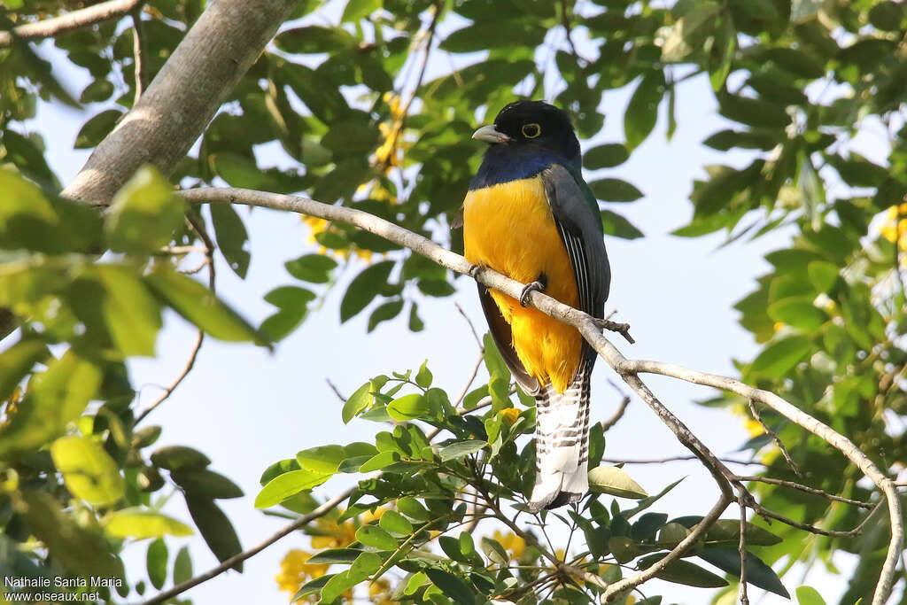 Gartered Trogon