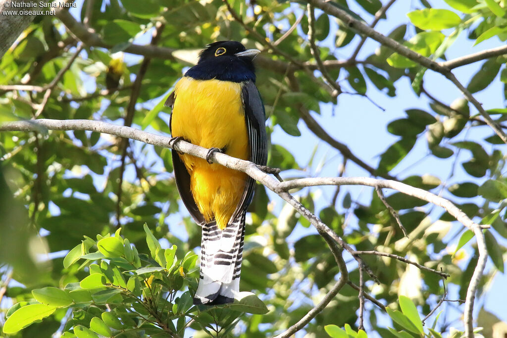 Gartered Trogon