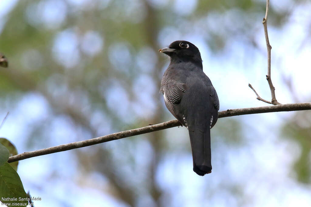 Gartered Trogon