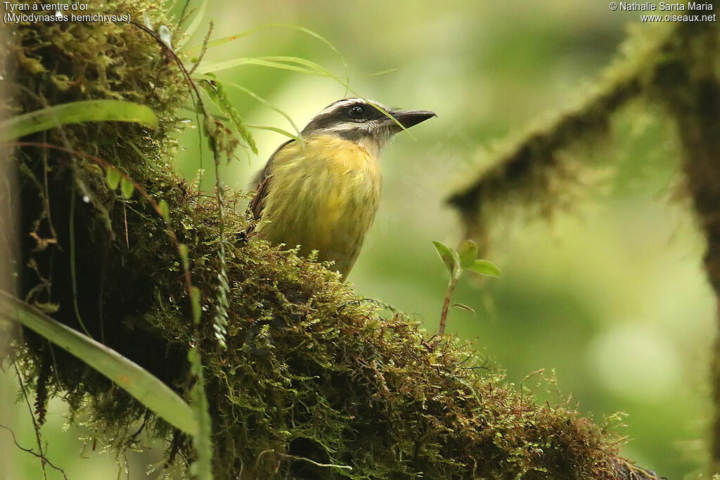 Golden-bellied Flycatcheradult, identification