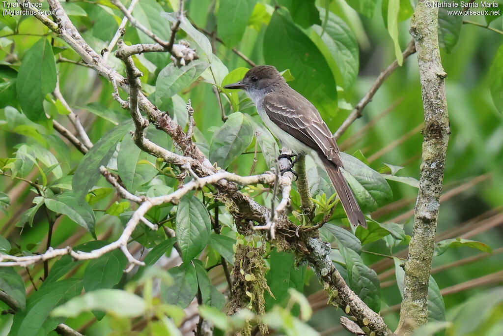 Tyran féroceadulte, identification